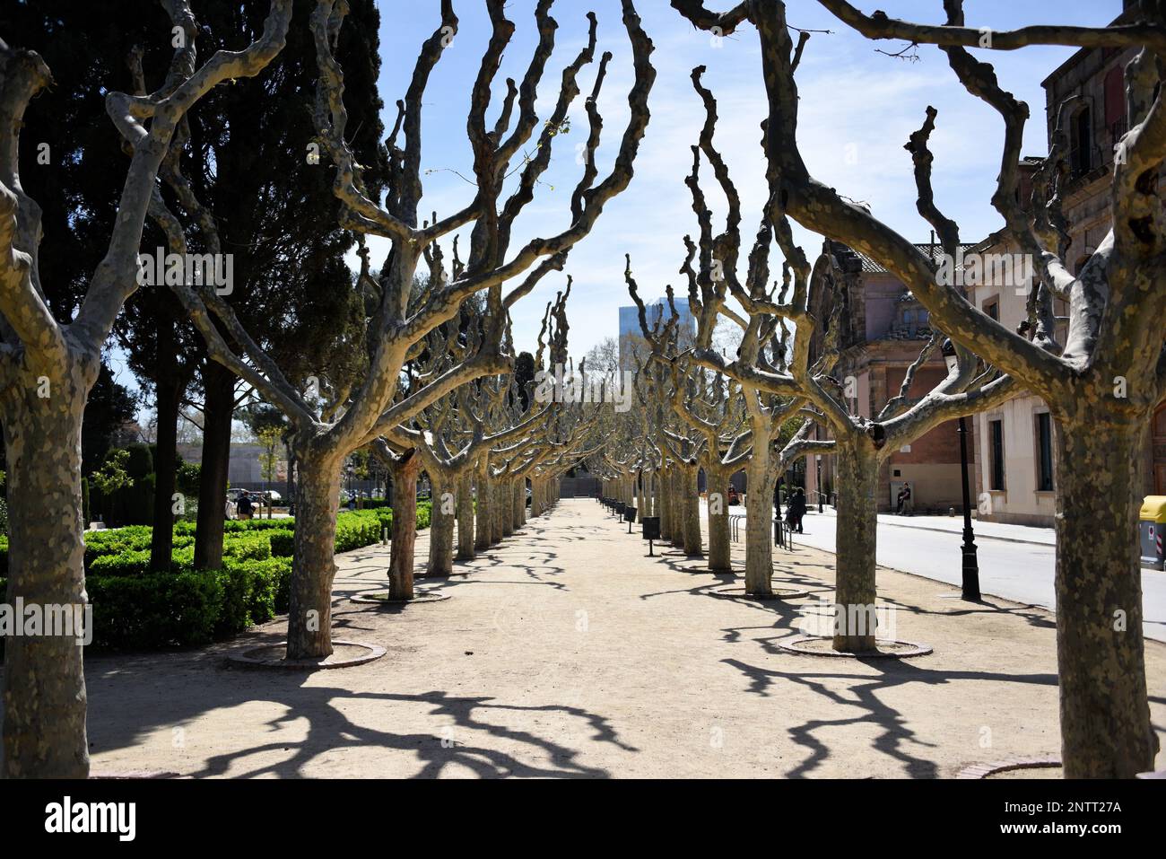 Tree lined walkway with shadows ad lampposts Stock Photo Alamy