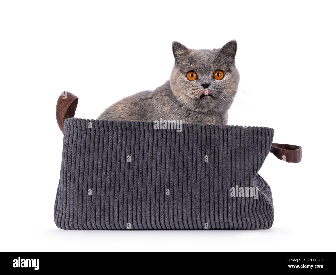 Rib eyes Cut Out Stock Images & Pictures Alamy