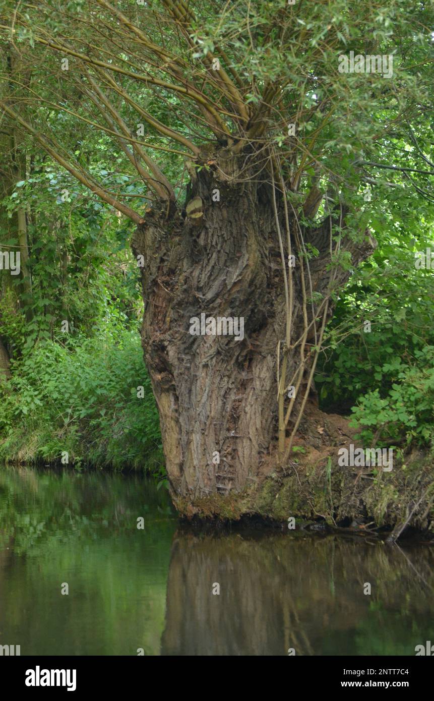 Tree Stump Rivers Tree growing from old stump hi-res stock photography and images - Alamy