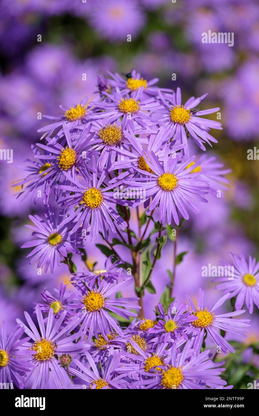 Aster amellus King George, Italian aster King George, perennial with yellow-centred, violet-blue daisies Stock Photo