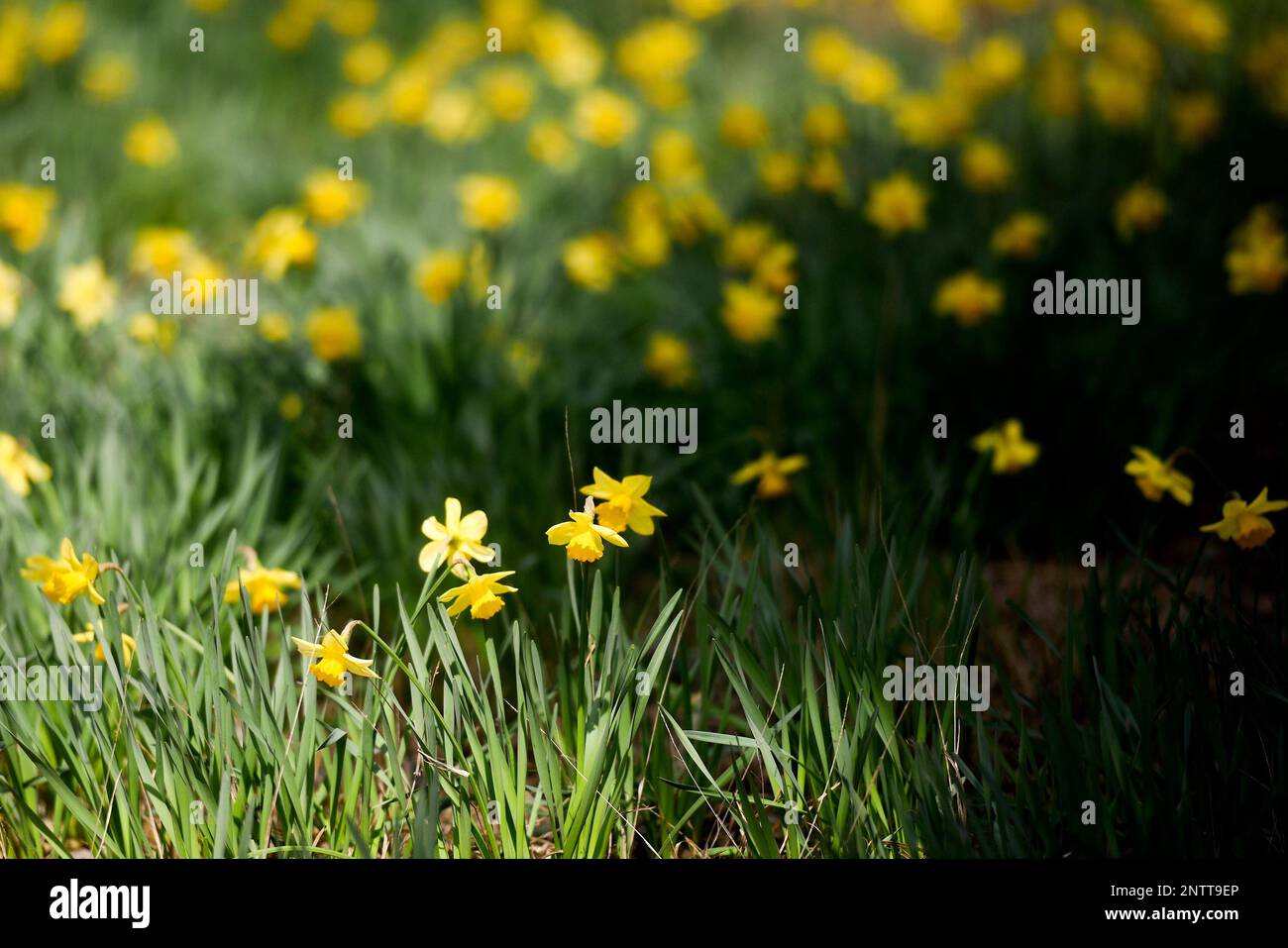 Daffodils at Mrs. Lee's Daffodil Garden in Gladewater Texas, on