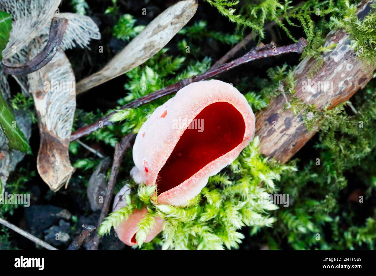 Scarlet Elfcup (Sarcoscypha austriaca) growing in Sphagnum moss. Stock Photo