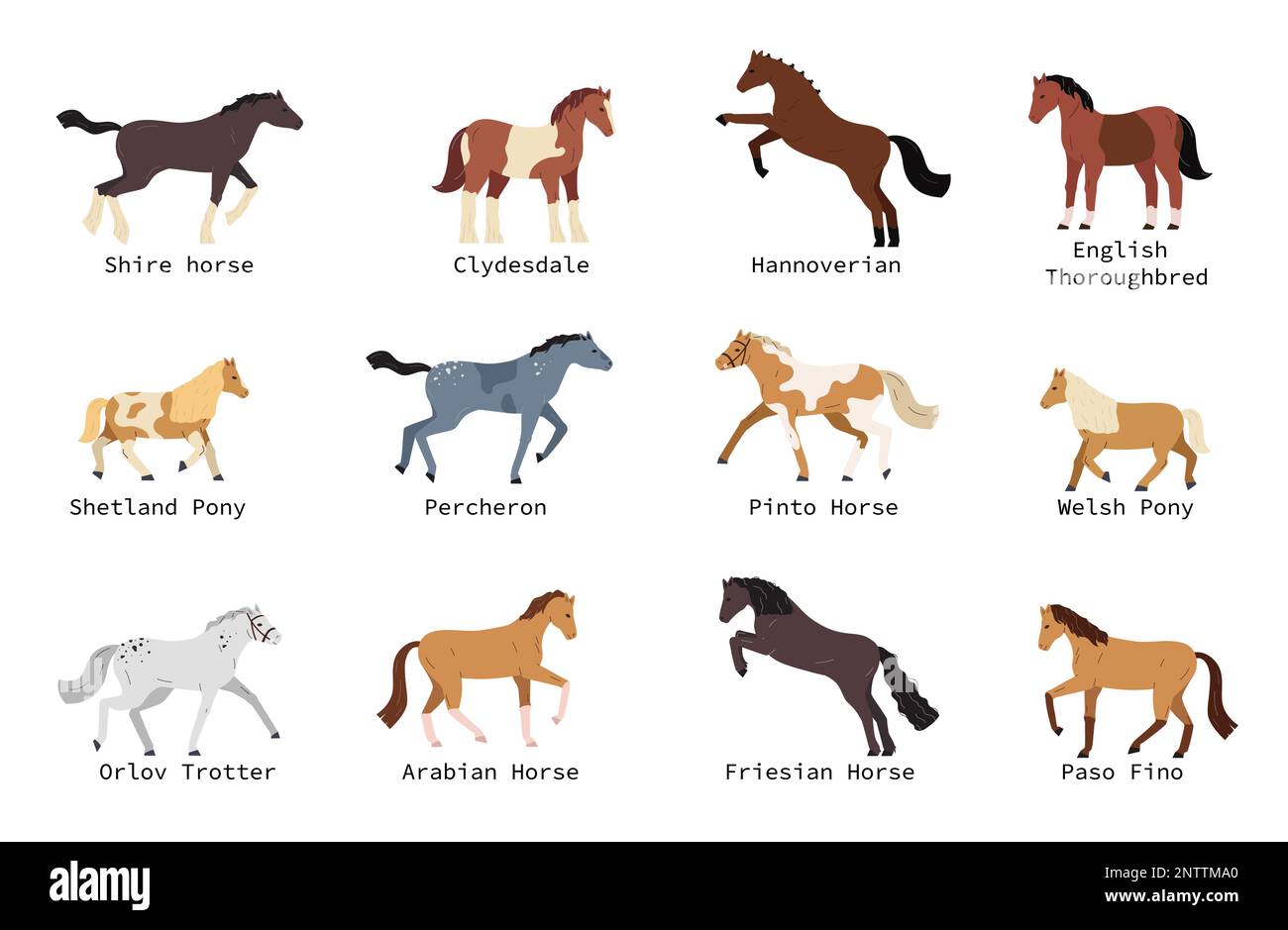 Horse breeds flat set with shetland pony hannoverian welsh arabian percheron isolated on white background vector illustration Stock Vector