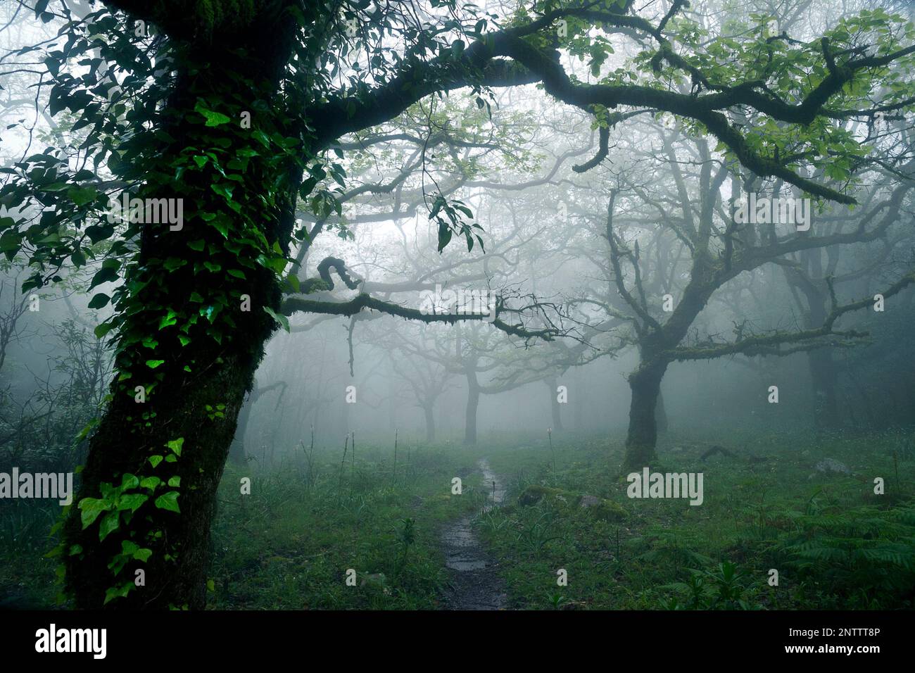 The fog forest in the Strait NaturalPark, Cadiz Province, Andalusia, Spain Stock Photo
