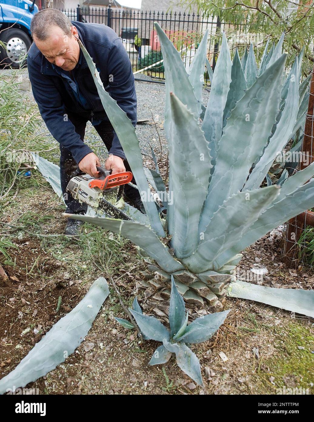 Pedro Martinez works in the yard to arrange plants.(Chieko Hara/The