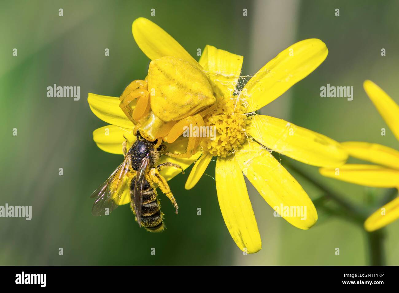 Yellow crab spider, Thomisus Onustus, on a yellow groundsel flower catching a western honey bee, Apis Mellifera Stock Photo