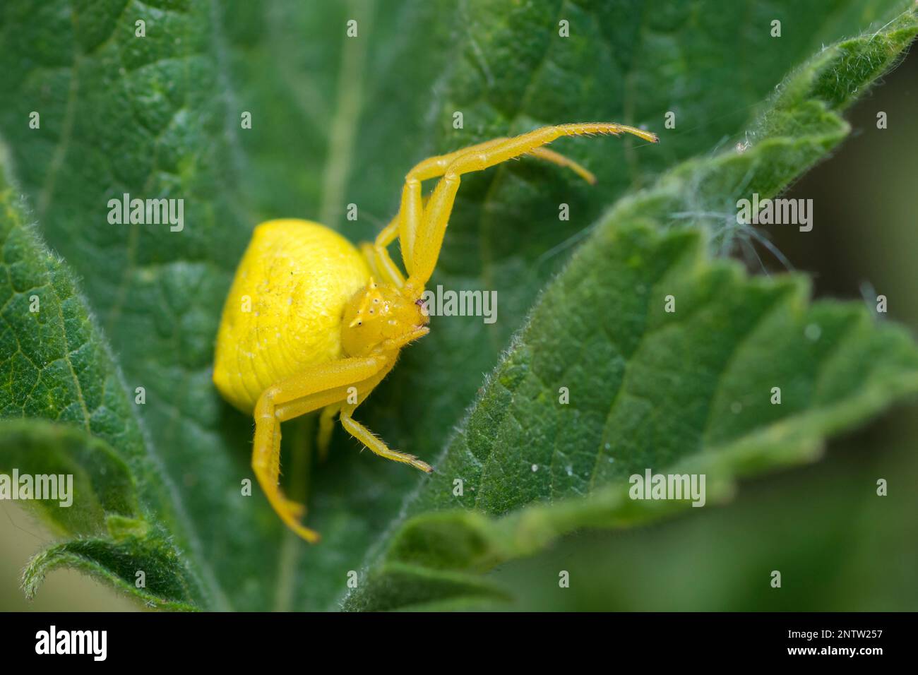 Yellow Goldenrod Crab Spider on a leaf, Misumena Vatia Stock Photo