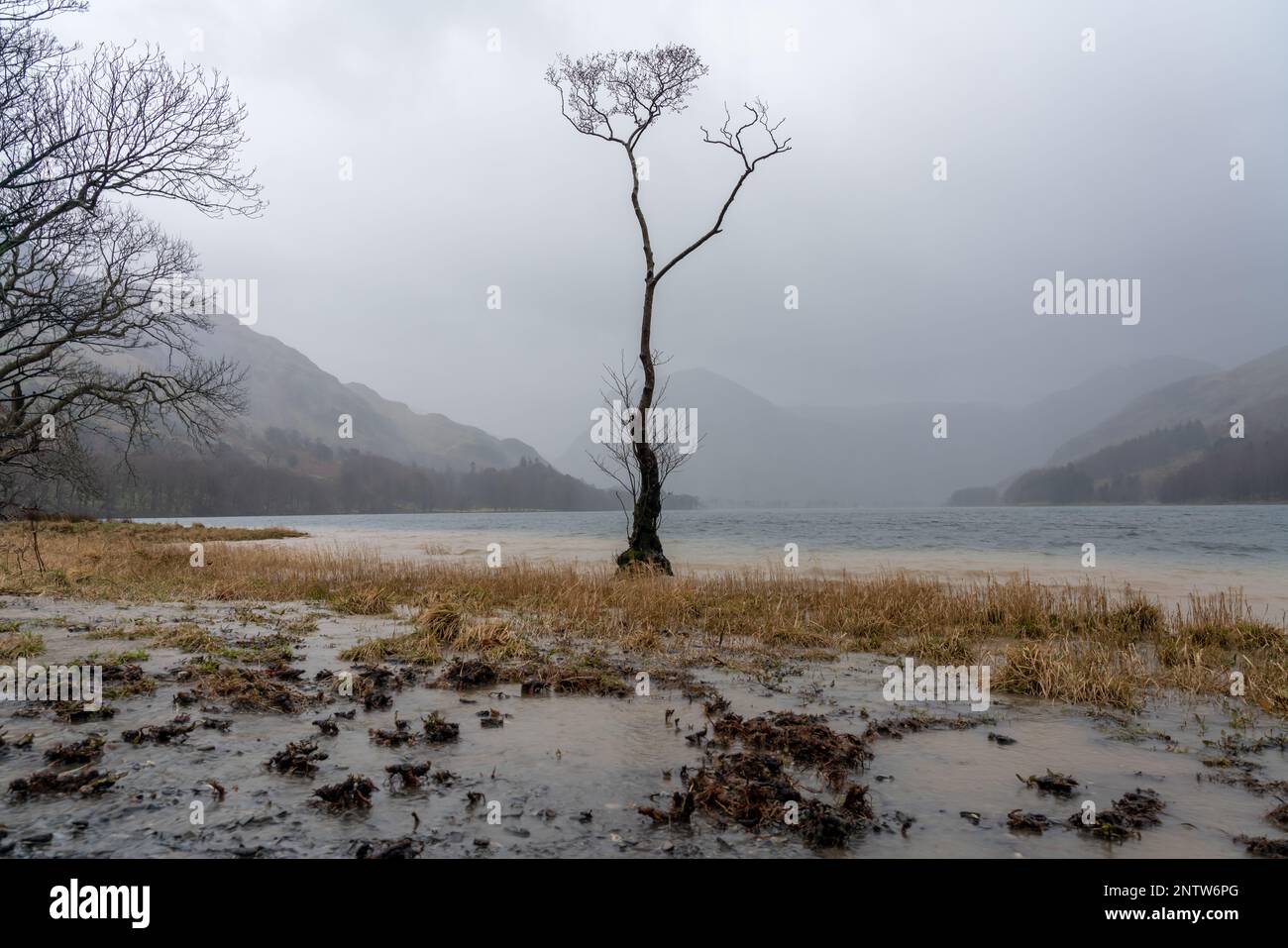 Buttermere lone tree in the midst of a storm with moody skies surrounded by mountains Stock