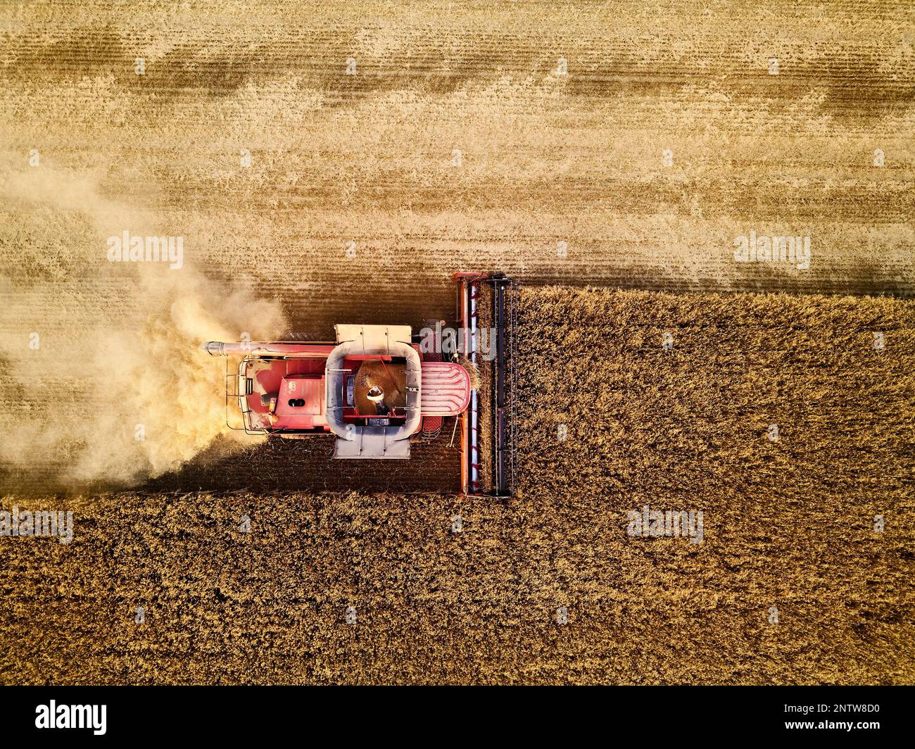 Aerial drone photo of red harvester working in wheat field on sunset ...