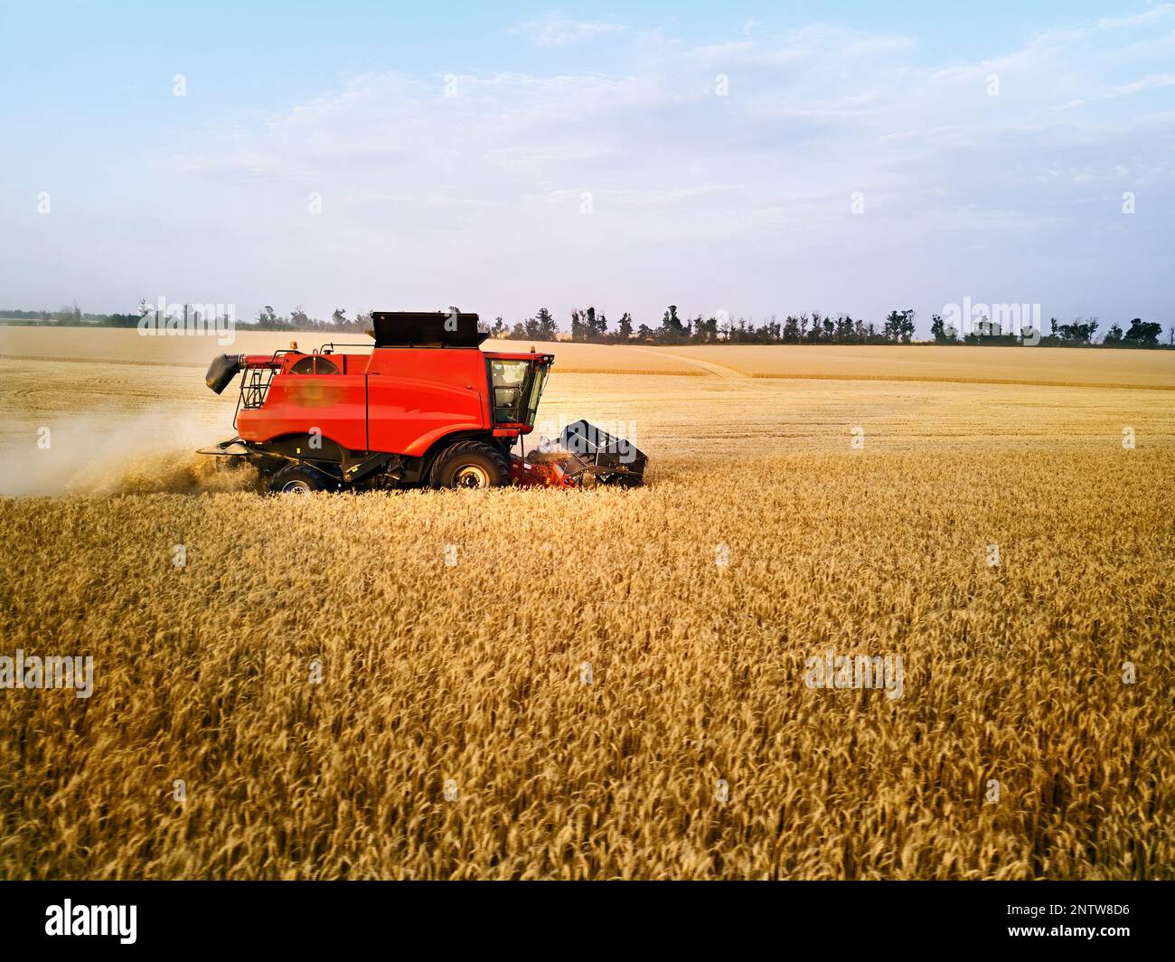 Aerial drone photo of red harvester working in wheat field on sunset ...