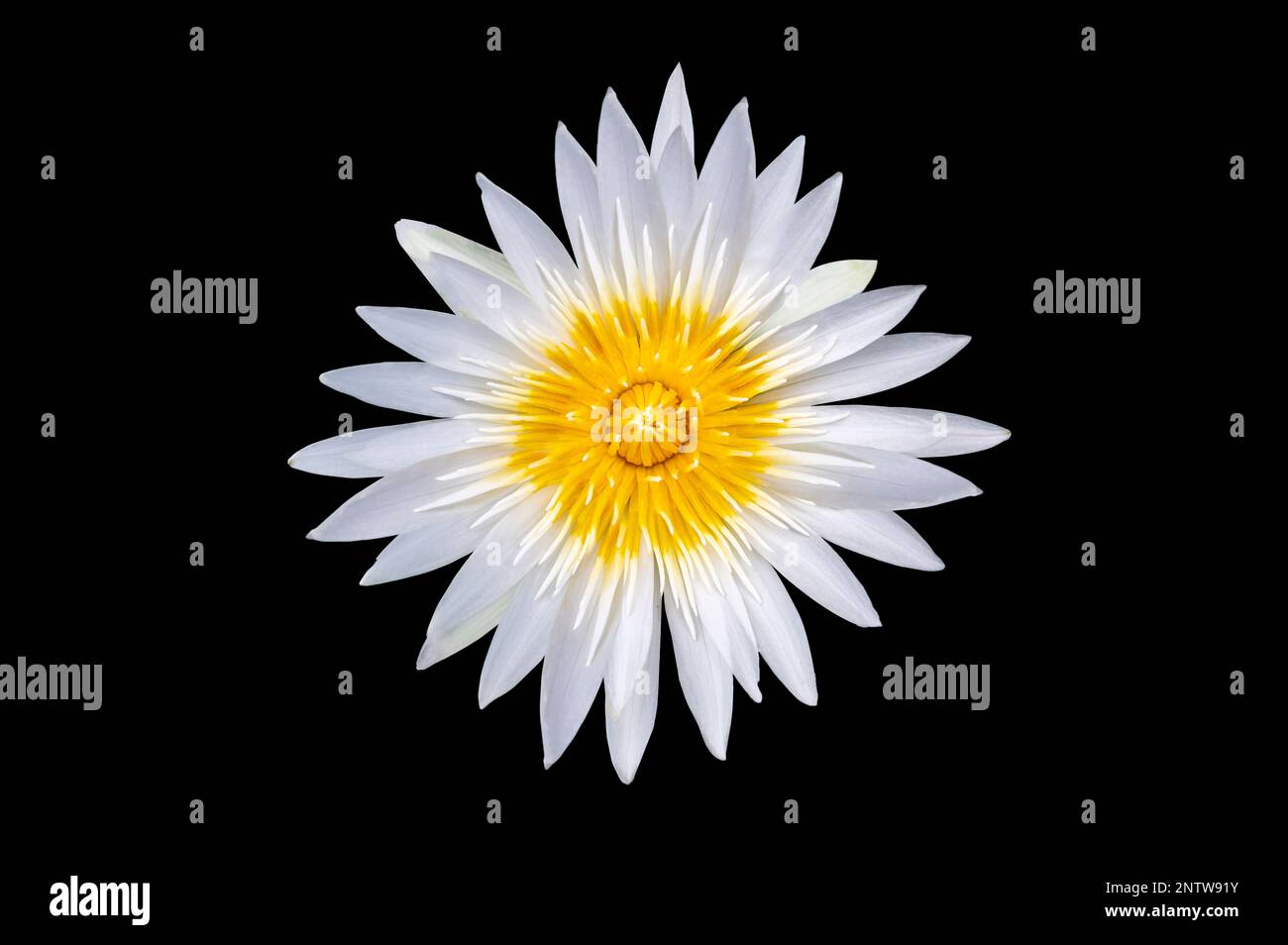 White lotus flower on black background. Isolate Stock Photo