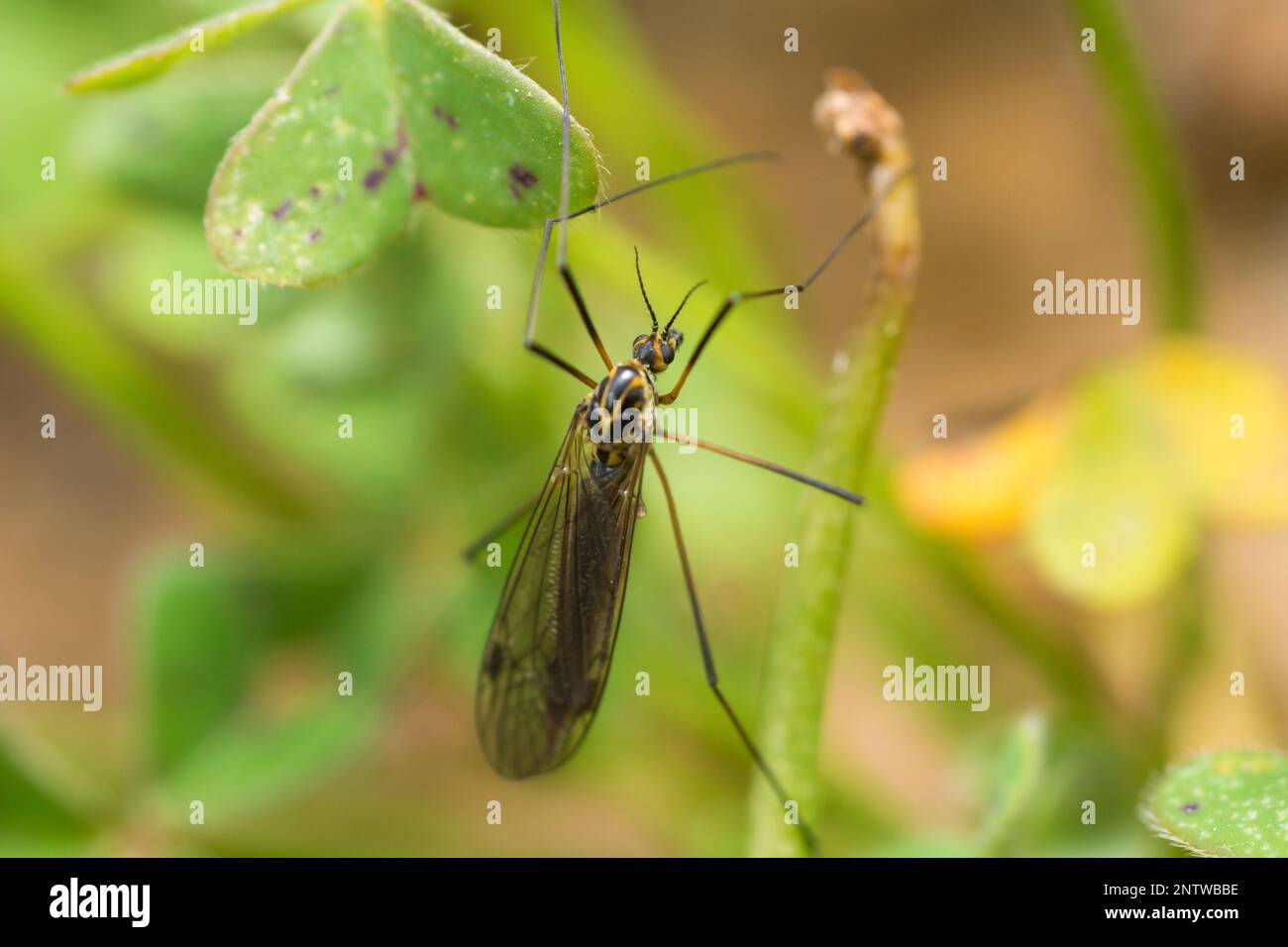 Spotted Cranefly, Nephrotoma Appendiculata Crane Fly Stock Photo