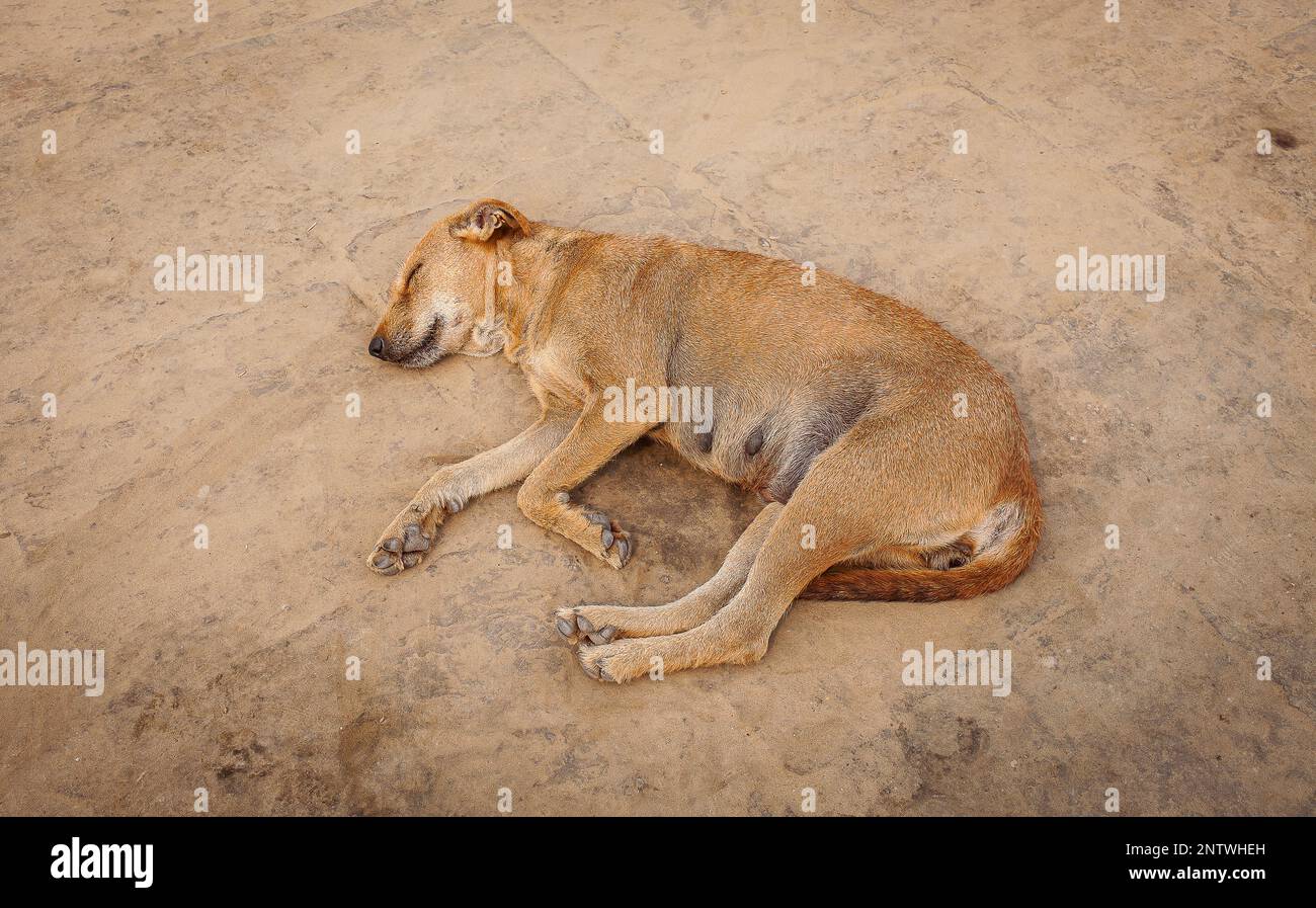 Dog sleeping, in Assi ghat, Ganges river, Varanasi, Uttar Pradesh