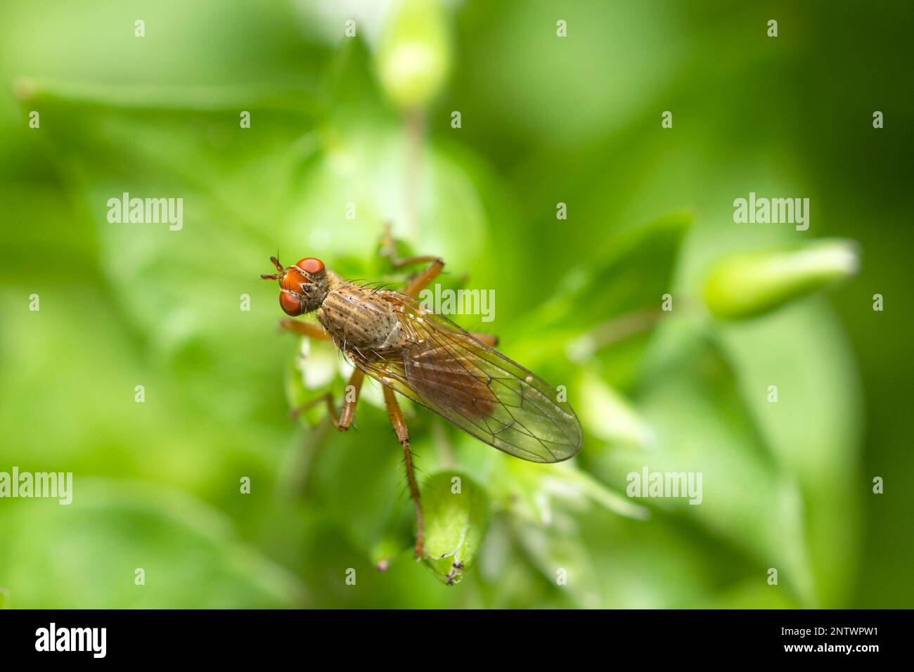 Dung fly, Scathophaga Furcata, on chickweed, Stellaria Media Stock Photo