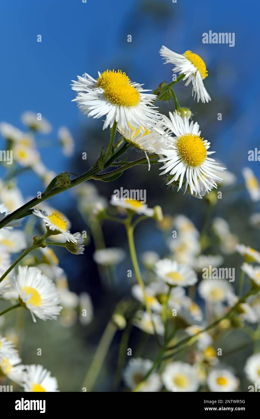 The wild chamomile branch on wind Stock Photo