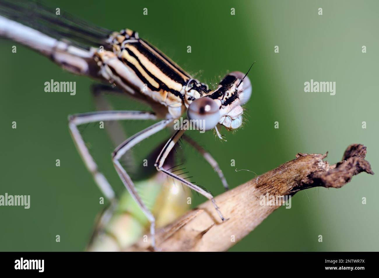 The macro view of the dragonfly head Stock Photo - Alamy