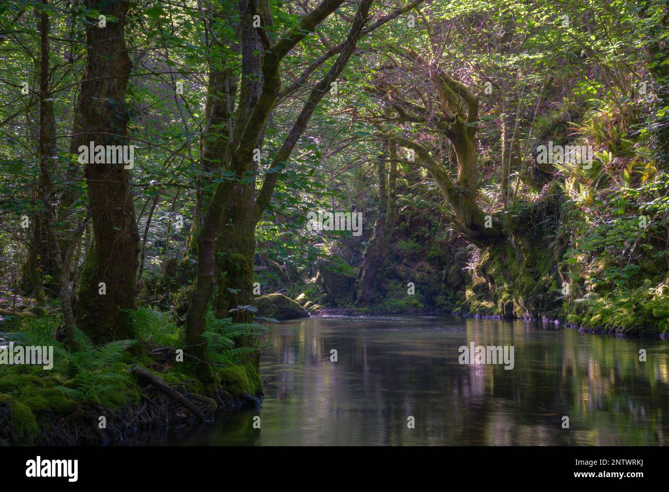 Huge oak tree leans from an embankment over a river pool in Ancares Cervantes Lugo Galicia Stock Photo