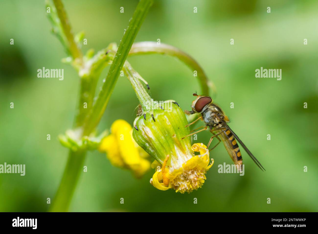 Marmalade Hover Fly, Episyrphus Balteatus Stock Photo