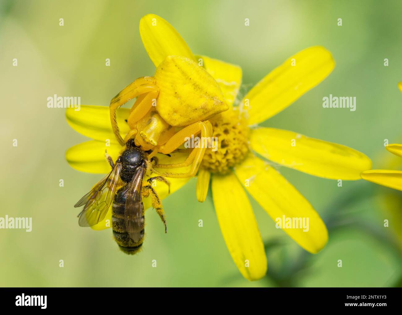 Yellow crab spider, Thomisus Onustus, on a yellow groundsel flower catching a western honey bee, Apis Mellifera Stock Photo