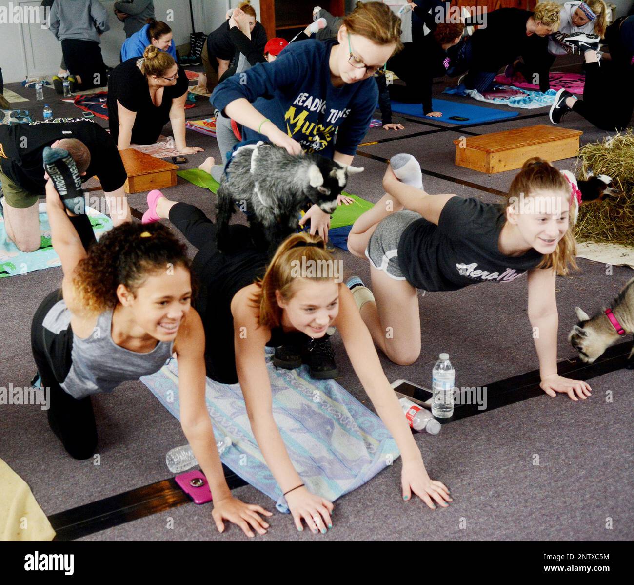 A goat stands on the back of Abby Cotton (center) with the help of Noa