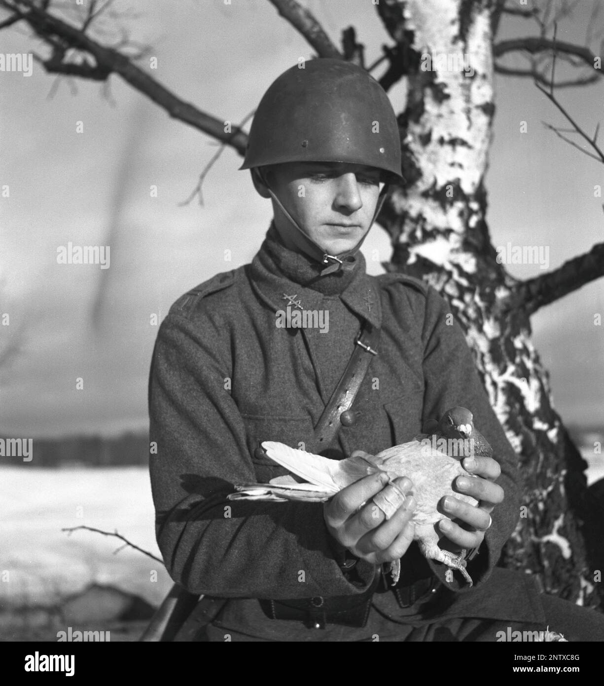 Swedish army during WW2. A soldier is seen holding a pigeon in his hands. War pigeons were used by the swedish military during World War II. The pigeons carried messages from one place to another often a piece of paper in a small metal container attached to it's leg. Homing pigeons were handled and trained by a special unit of swedish military. Homing pigeons played a vital part in the invasion of Normandy as radios could not be used for fear of vital information being intercepted by the enemy. Sweden december 1940. Kristoffersson ref 184-6 Stock Photo