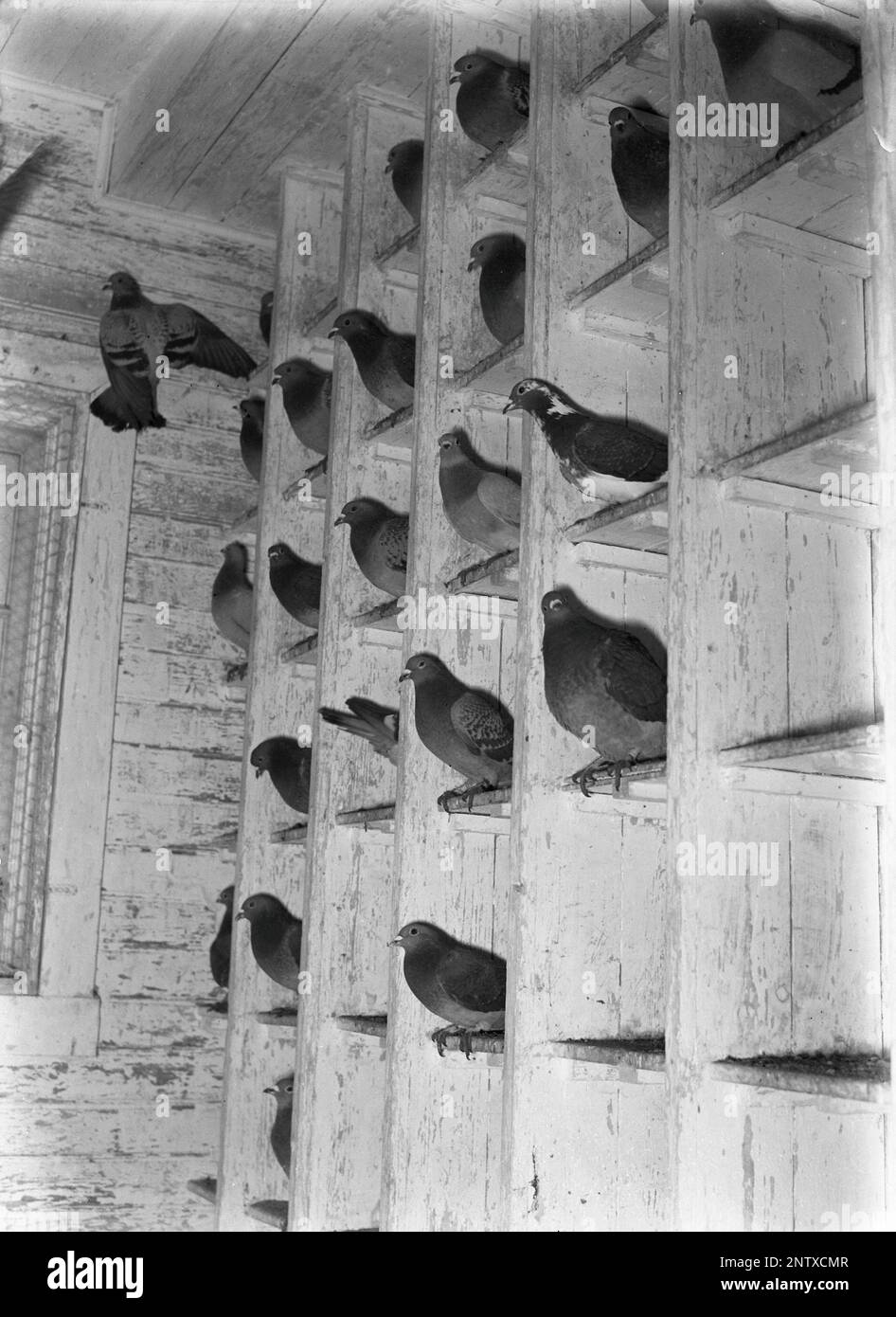 Homing pigeons hires stock photography and images Alamy