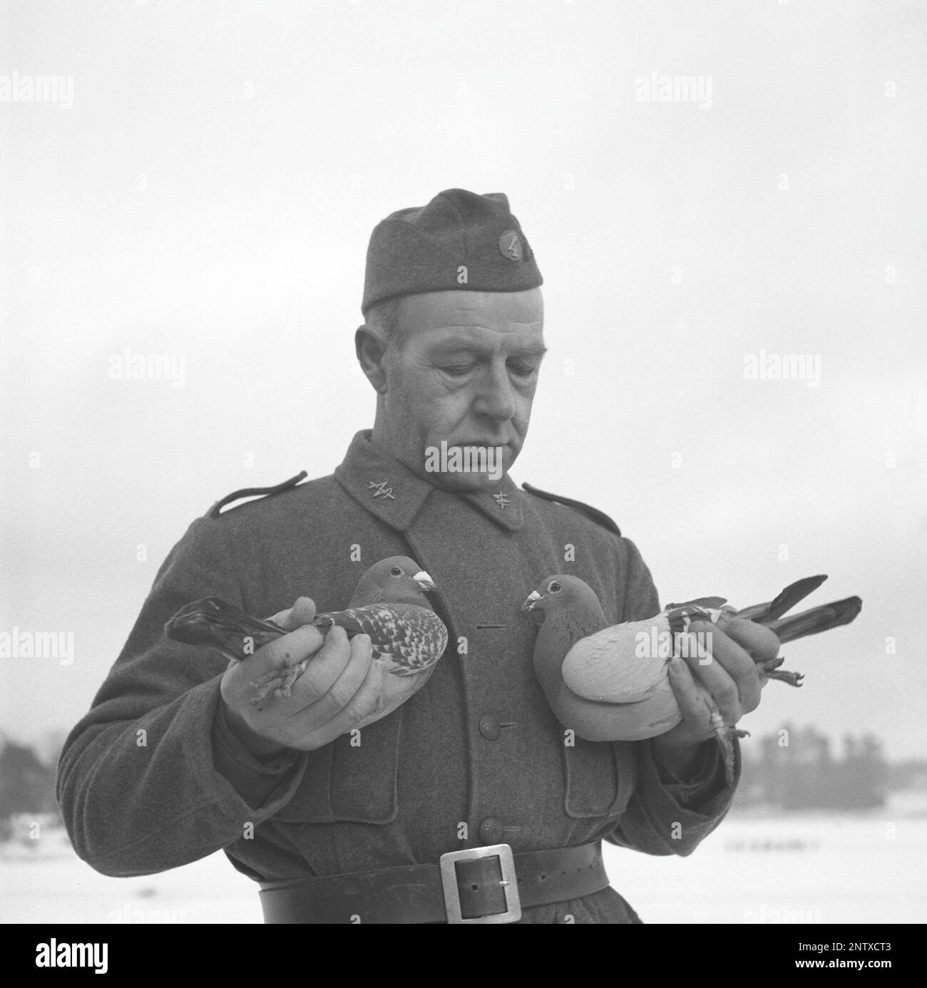 Swedish army during WW2. A soldier is seen holding a pigeons in his hands. War pigeons were used by the swedish military during World War II. The pigeons carried messages from one place to another often a piece of paper in a small metal container attached to it's leg. Homing pigeons were handled and trained by a special unit of swedish military. Homing pigeons played a vital part in the invasion of Normandy as radios could not be used for fear of vital information being intercepted by the enemy. Sweden december 1940. Kristoffersson ref 184-4 Stock Photo