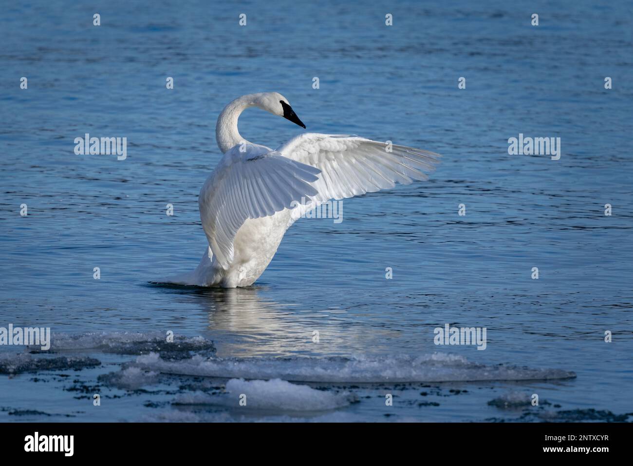 A Trumpeter swan stretches its wings at sunset on spike horn bay located in east central Door