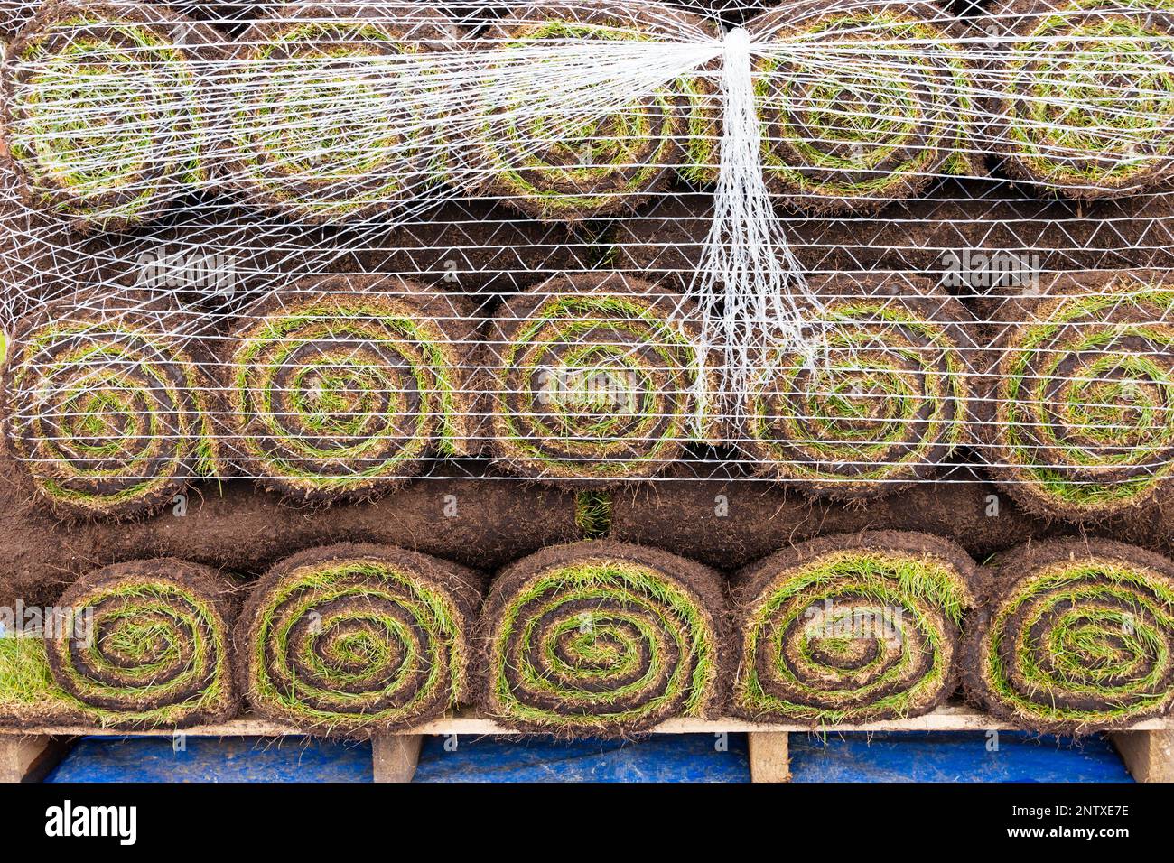 Rolls of fresh grass turf on a pallet wrapped in netting, waiting planting. Swiss roll style. Stock Photo