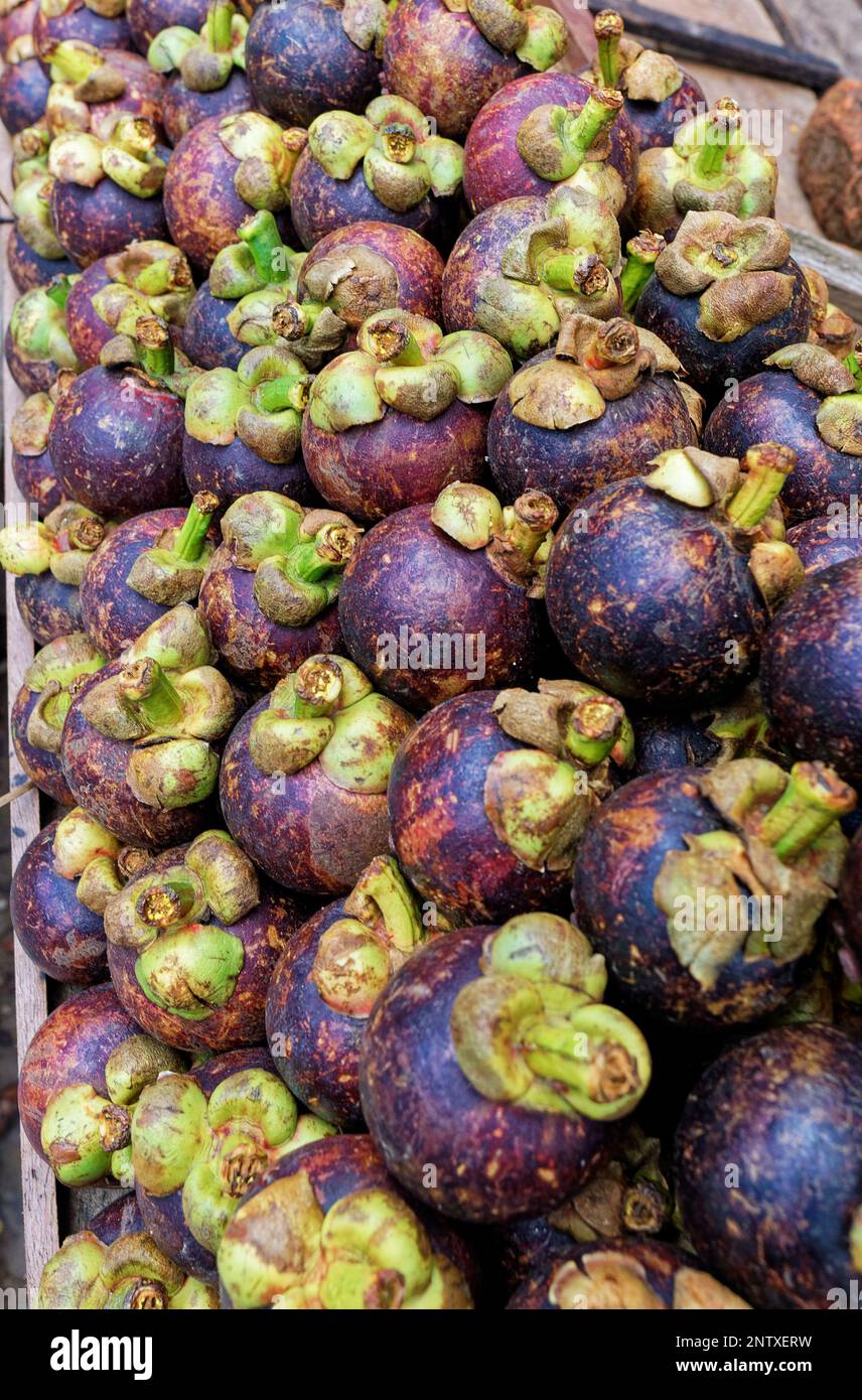 09 07 2007 Extra jumbo size of the purple mangosteen for sale at the
