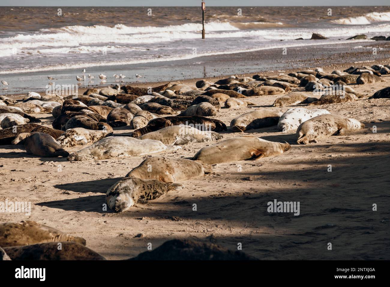 Seals sunbathing at Horsey Gap beach Norfolk Stock Photo Alamy
