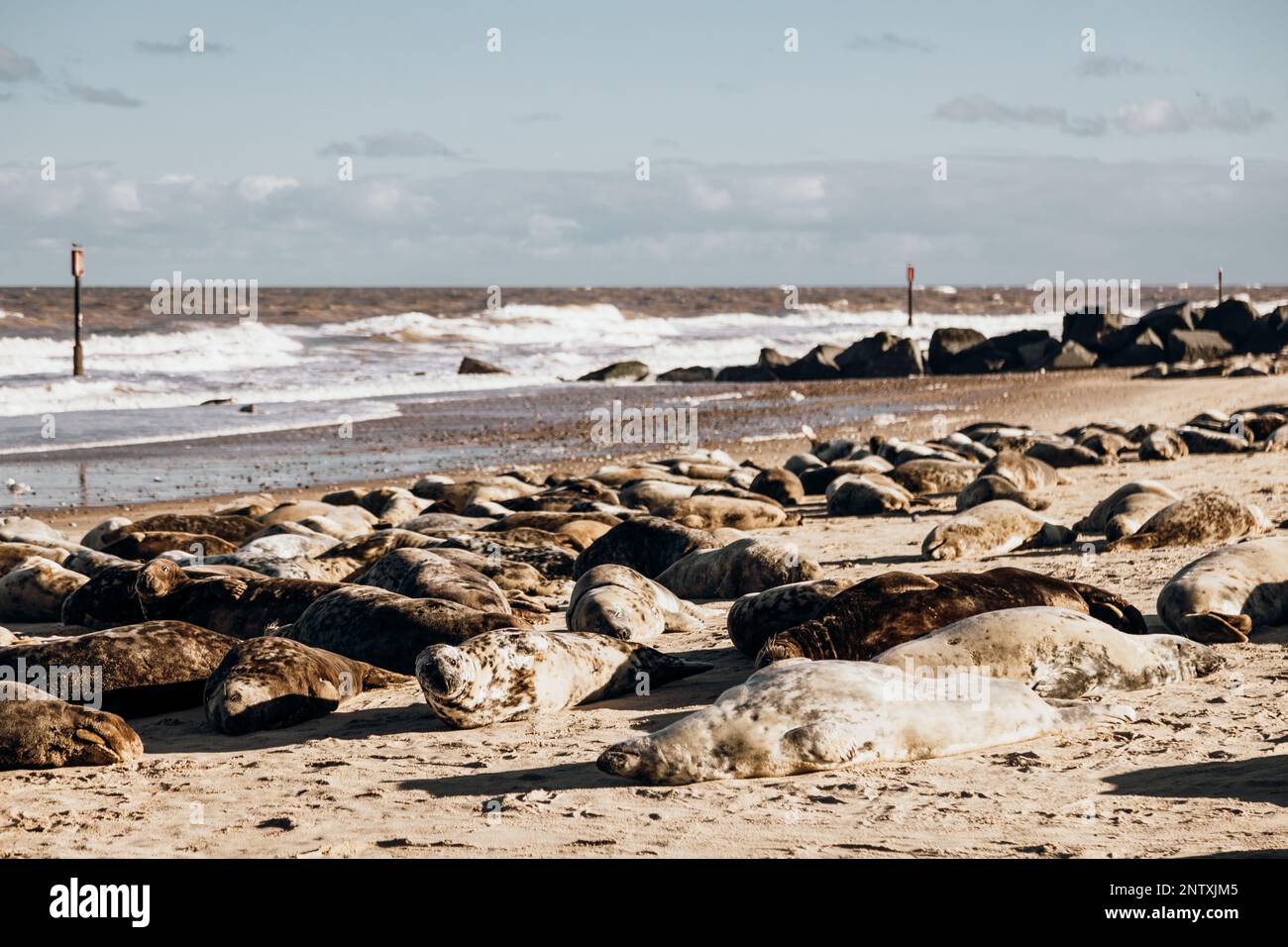 Seals sunbathing at Horsey Gap beach Norfolk Stock Photo Alamy
