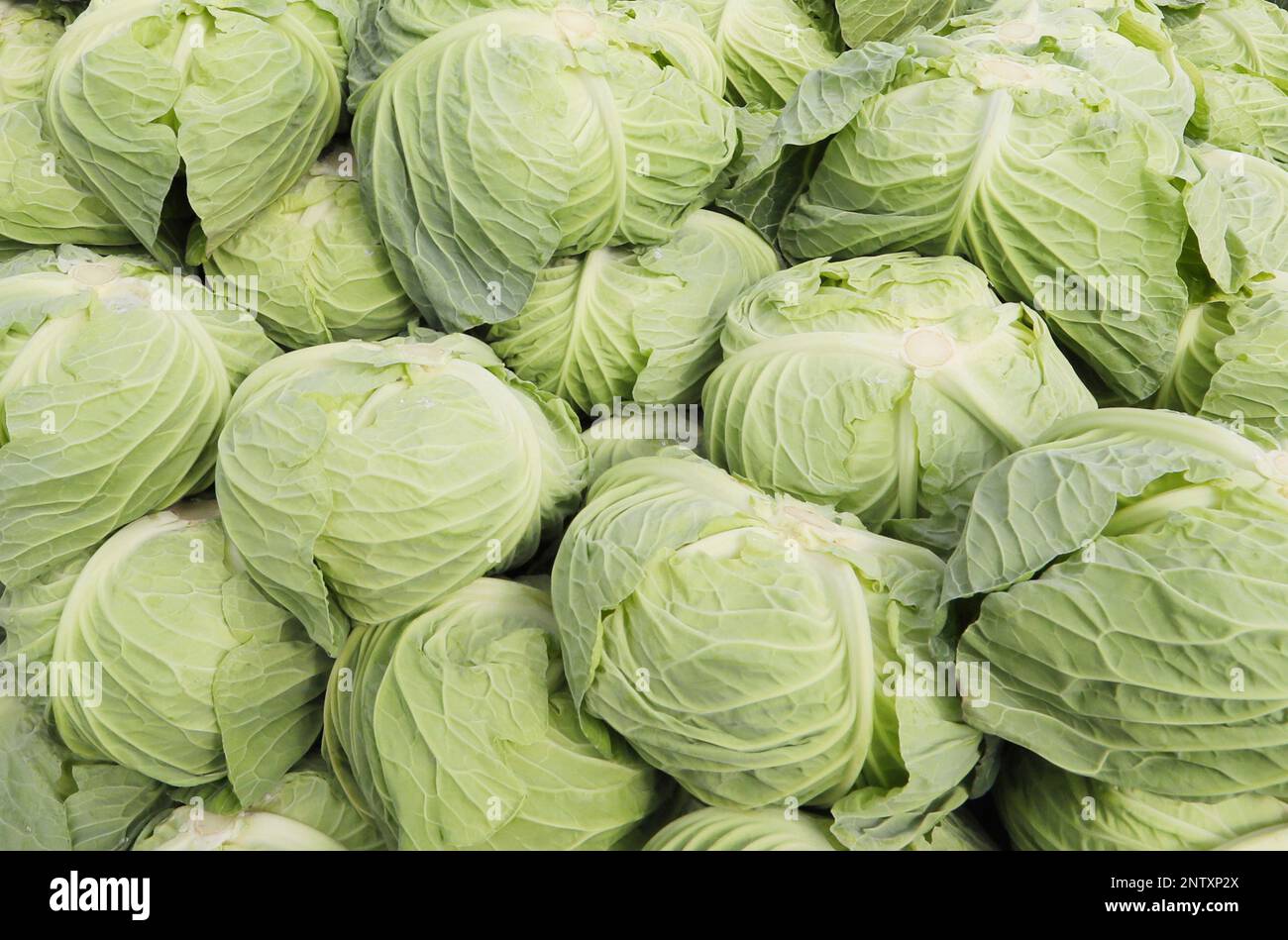 Cabbages are pictured as the harvest season reaches its peak in Tahara