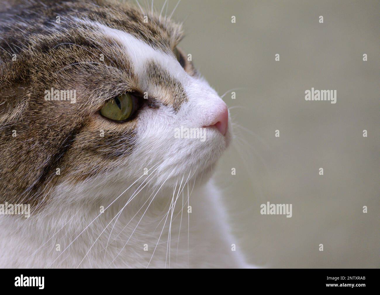 Larry the Cat Chief Mouser to the Office since 2011 in