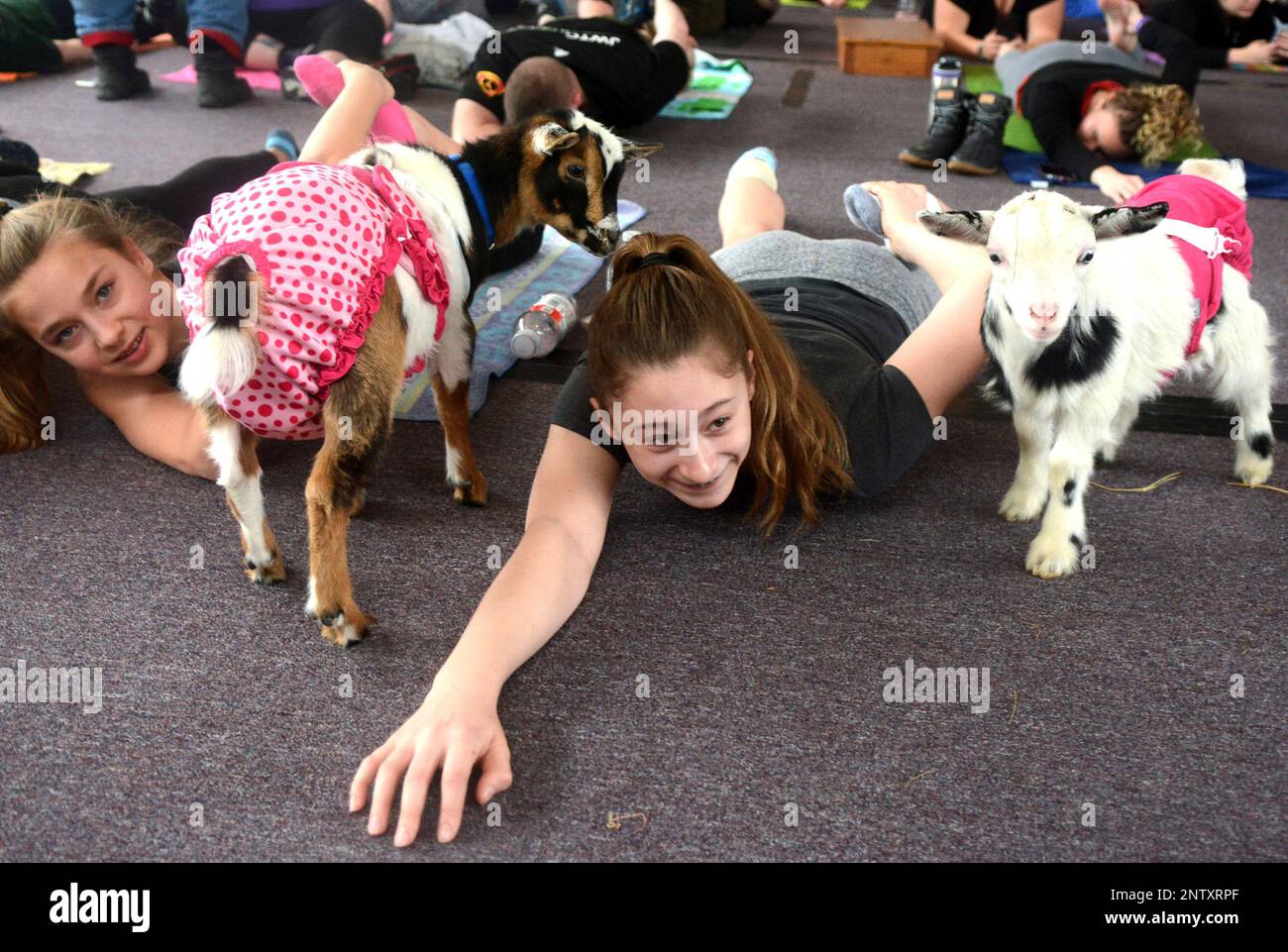 Makenna Ferrante, right, and Abby Cotton work on yoga poses as goats