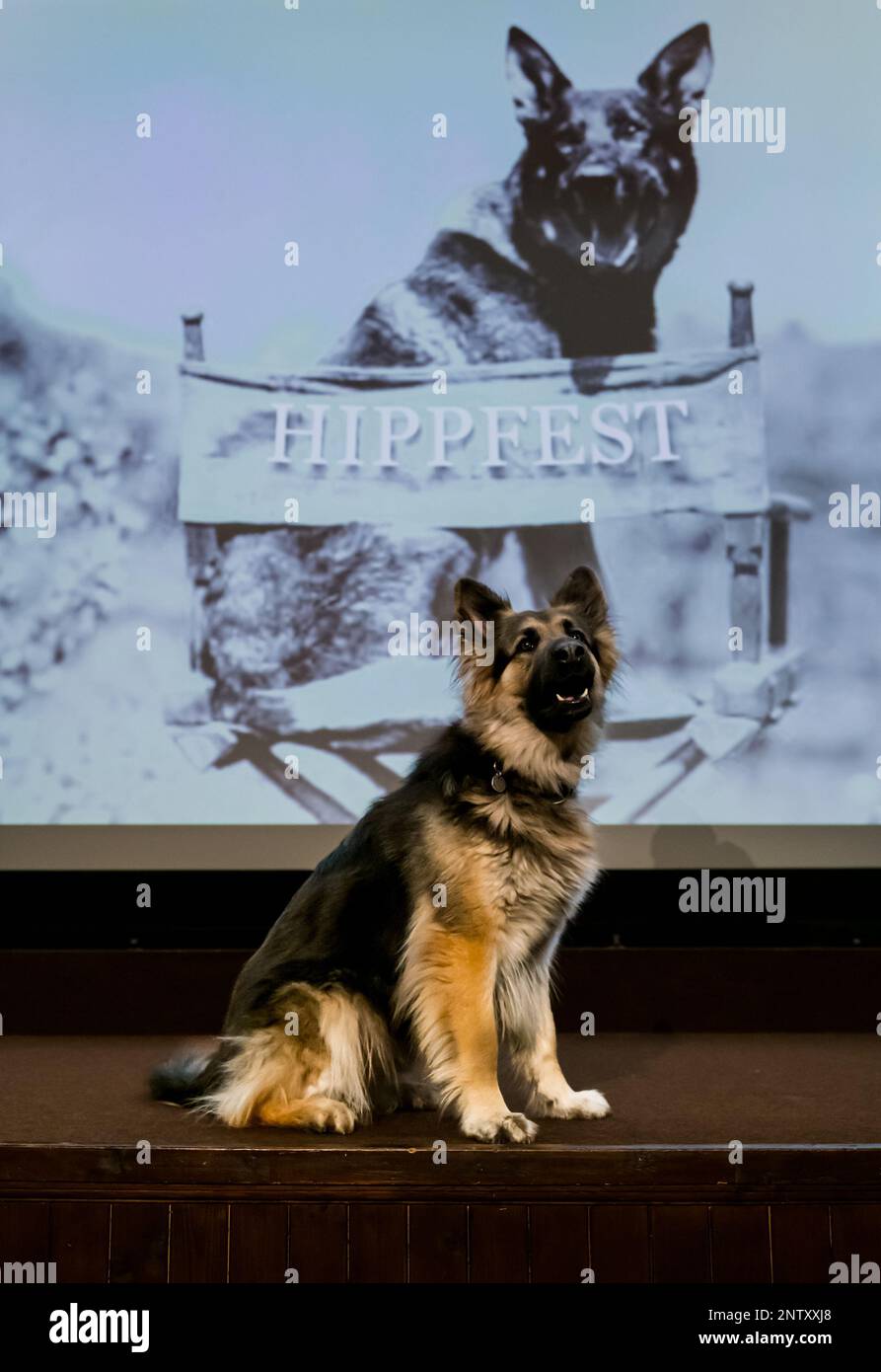 Hippodrome Cinema, Bo'Ness, Scotland, UK, 28 February 2023. Hippodrome Silent Film Festival: The 2023 HippFest programme celebrates the centenary of Rin Tin Tin’s screen debut, in Where the North Begins (1923) to be screened at the festival; Kuna, a German Shepherd Alsatian dog look-alike, poses in front of the Hippodrome screen with photos of Rin Tin Tin. Credit: Sally Anderson/Alamy Live News Stock Photo
