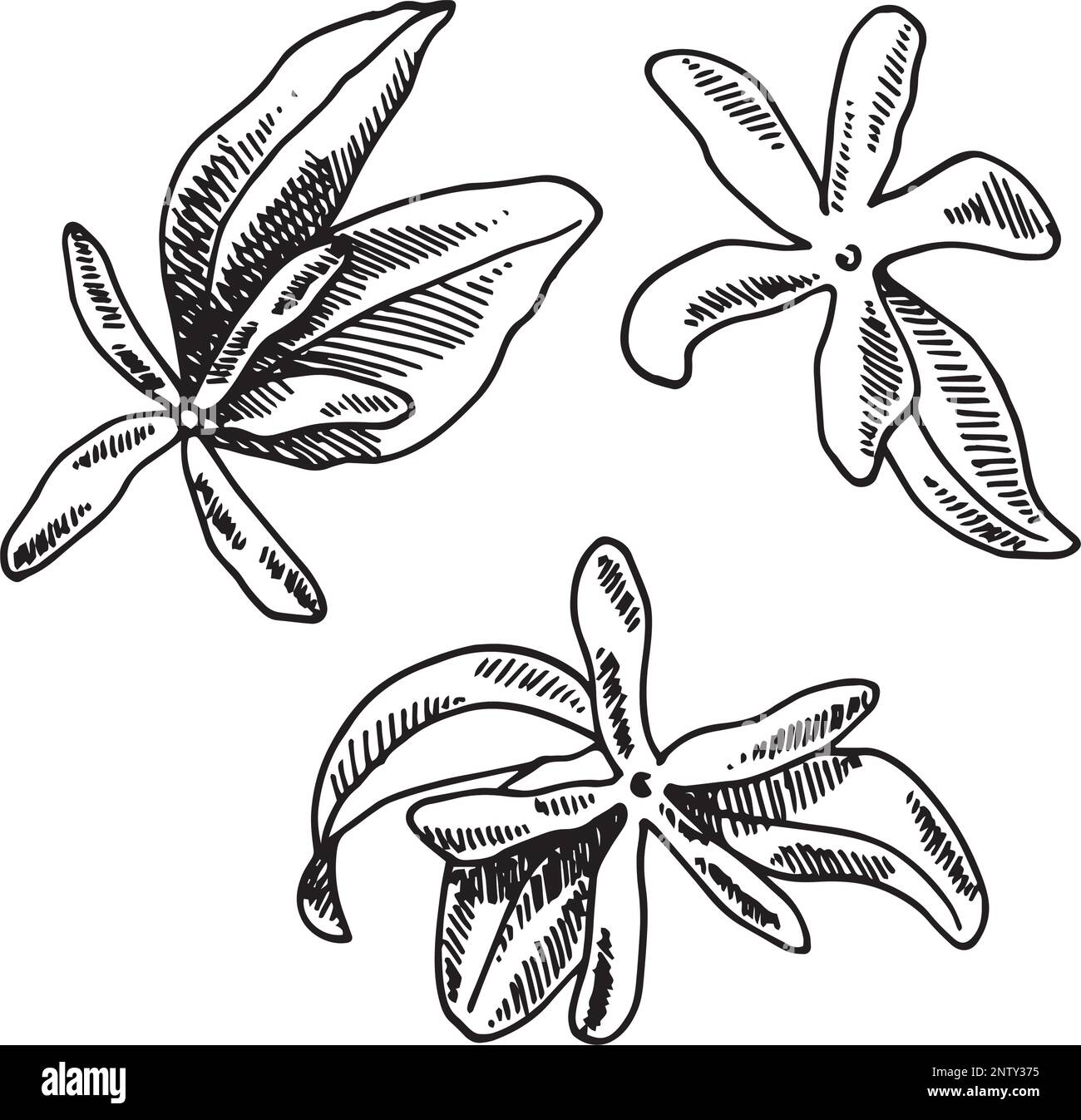 Background with jasmine flower and leaves. Cosmetic, perfumery and