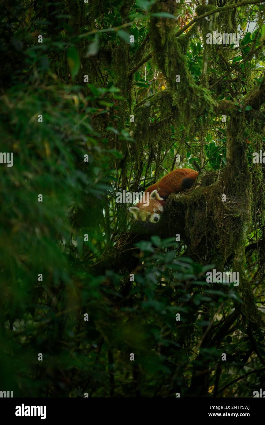 A red panda male in his habitat perched upon a mossy oak nut tree inside an Himalayan valley with bamboo growth around Stock Photo