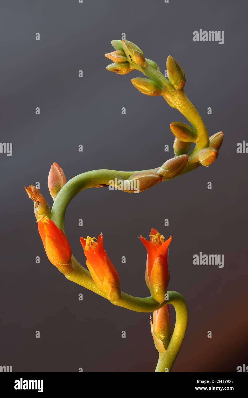 Blooms of succulent plant Dyckia marnier-lapostollei. The result of a close-up shot obtained by the method of focus stacking. Stock Photo