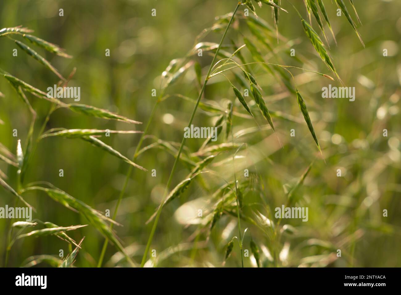 Downy Oat-grass on the field, summer steppe grass Stock Photo