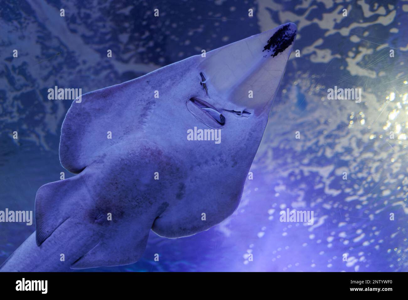 Bottom View of a Stingray Fish inside an Aquarium Stock Photo - Alamy