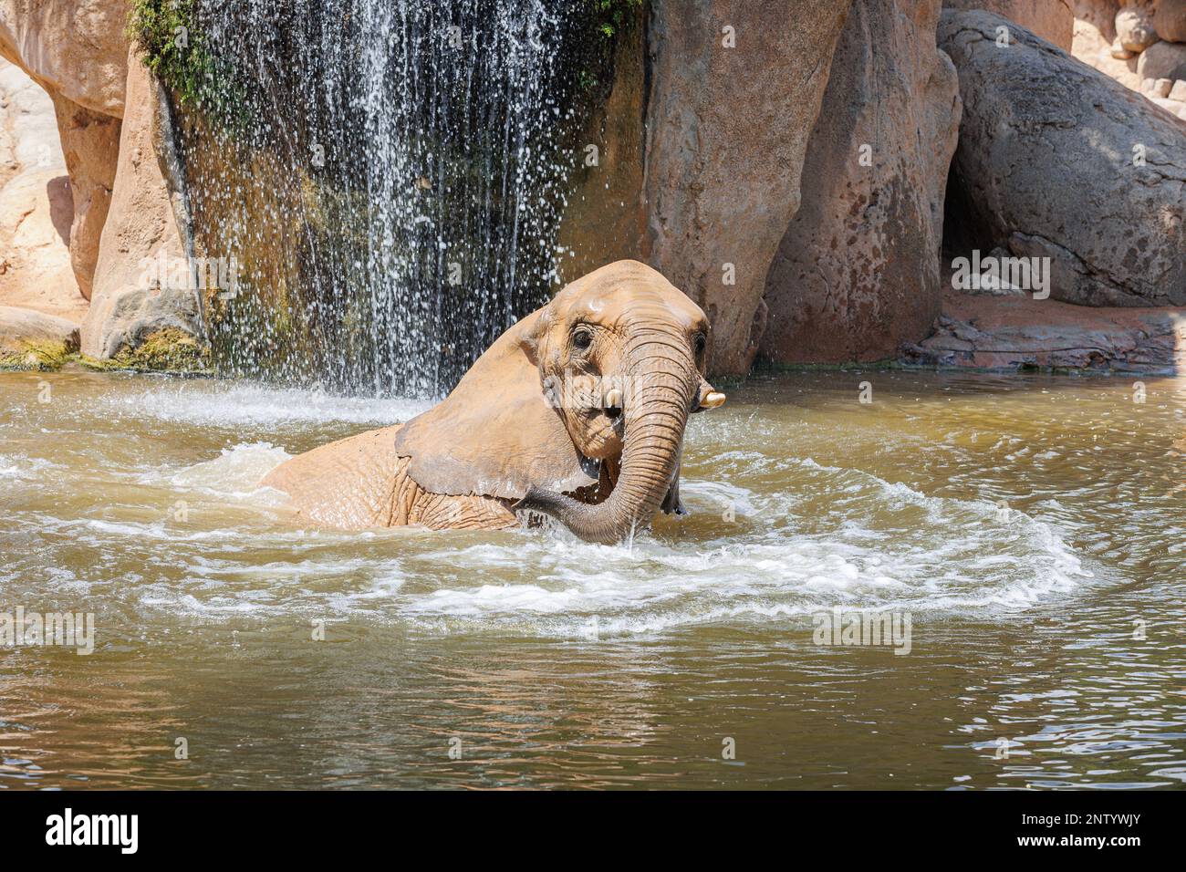 Elephant Cooling Off during Summer Heat by Dipping into Water Stock ...