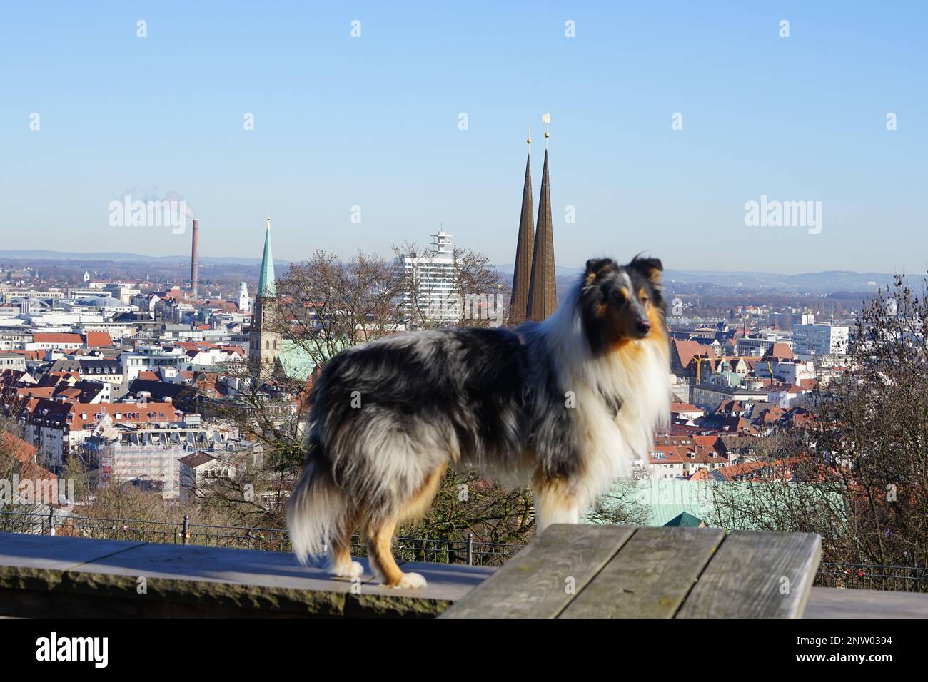 Hunde Steuer in Bielefelfd Stock Photo