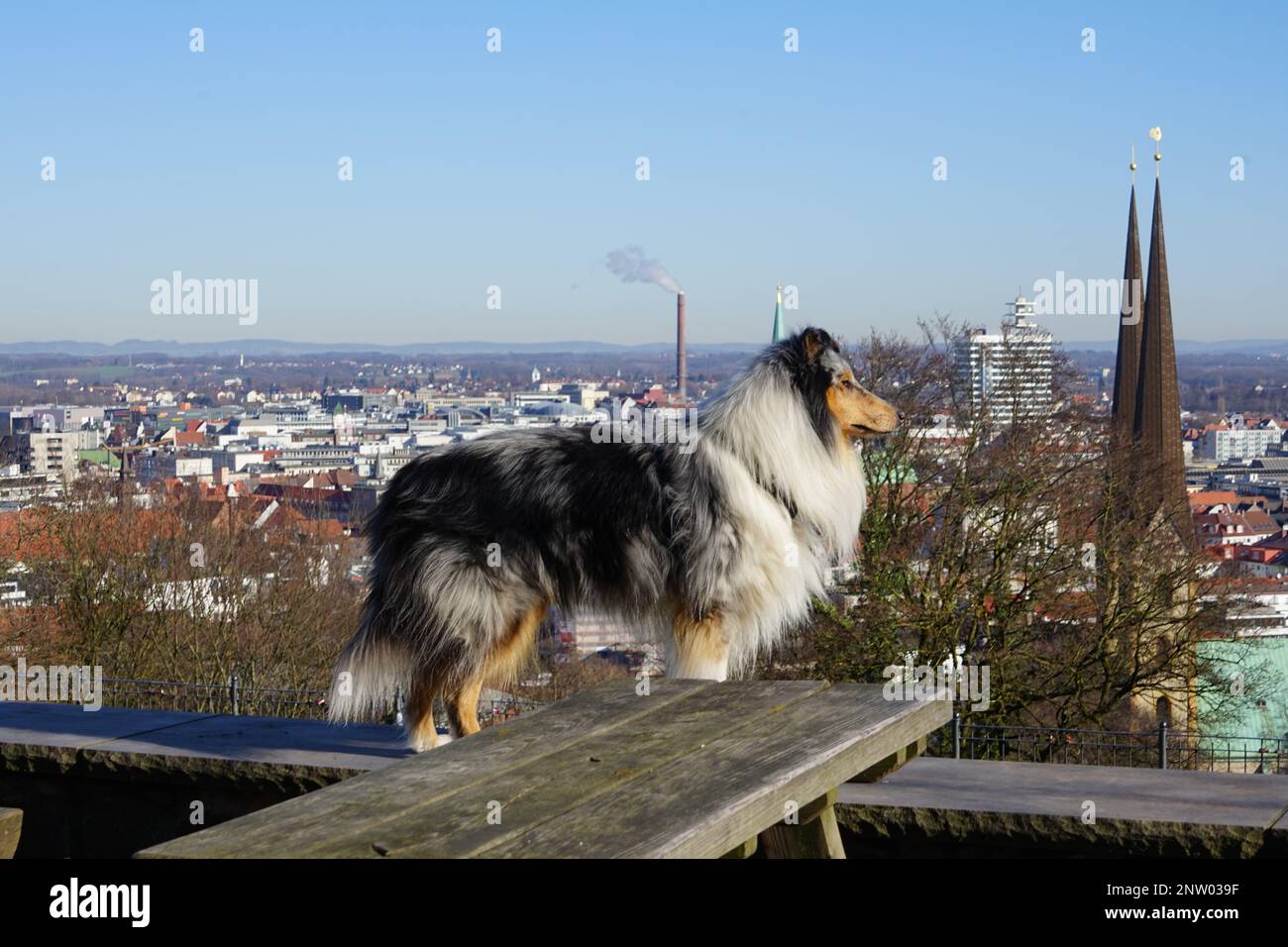 Hunde Steuer in Bielefelfd Stock Photo