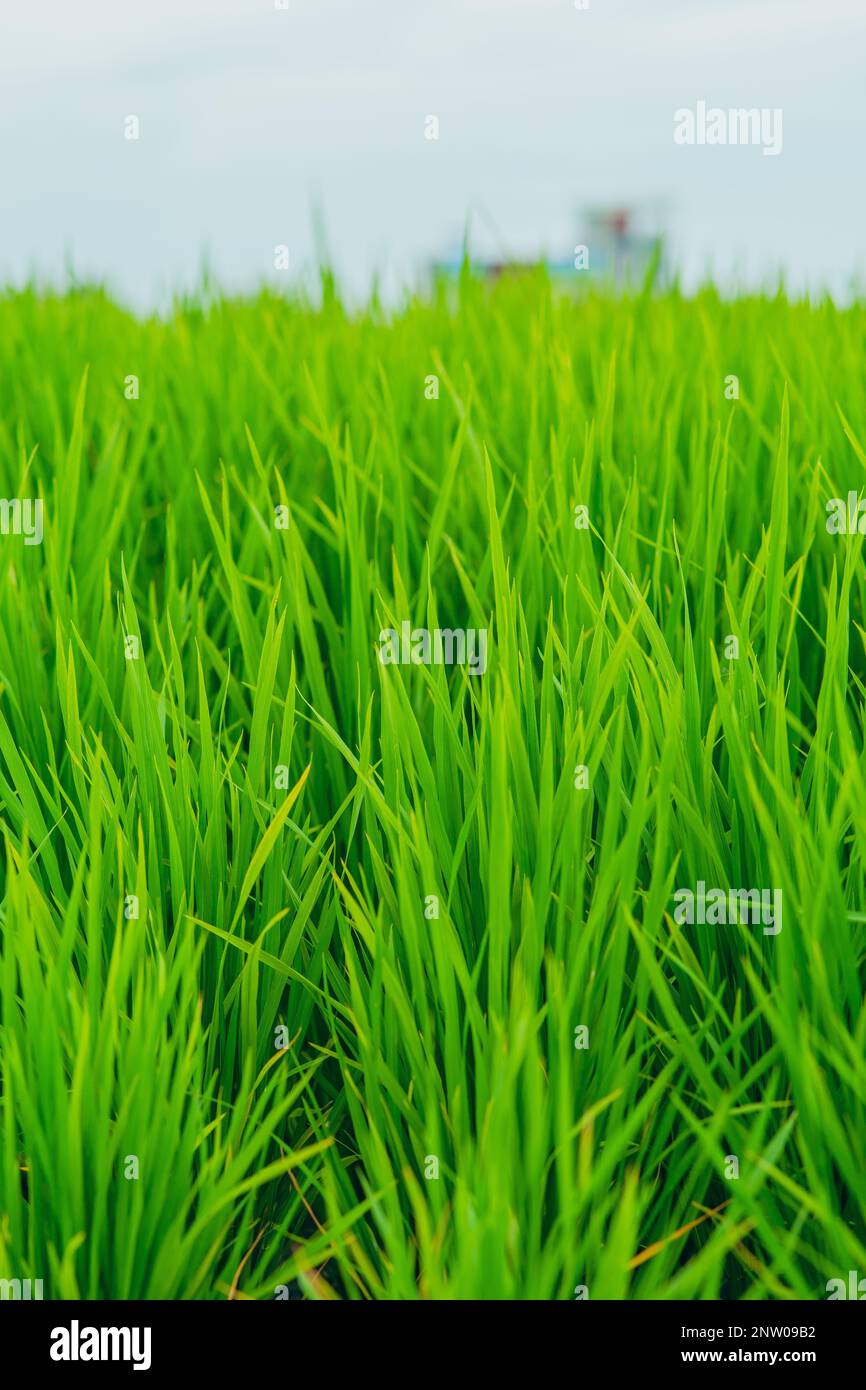 Green beautiful paddy field during sunrise Stock Photo - Alamy