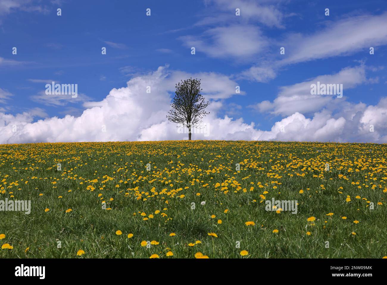 Single tree in beautiful dandelion meadow Stock Photo