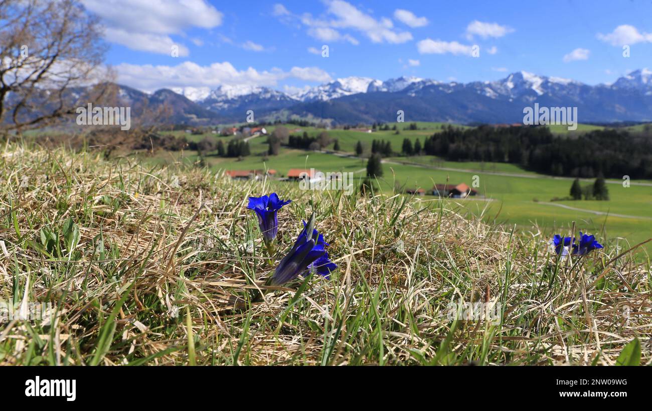 Alpine gentian (Gentiana alpina) at Buchberg, in the background the Bavarian Alps, Kenzen area Stock Photo