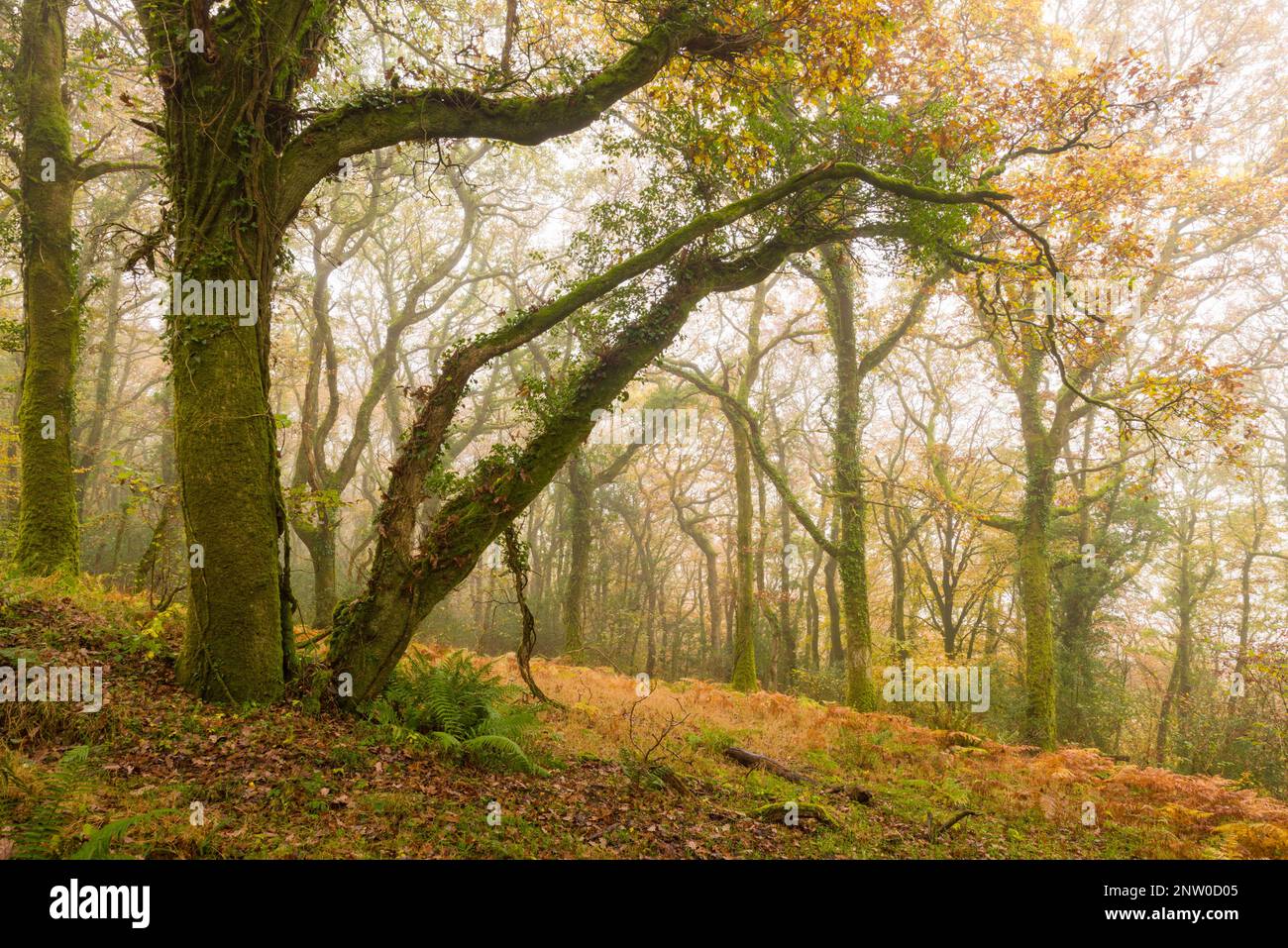 Autumn colour at Looseall Wood near Dulverton in the Exmoor National Park, Somerset, England. Stock Photo