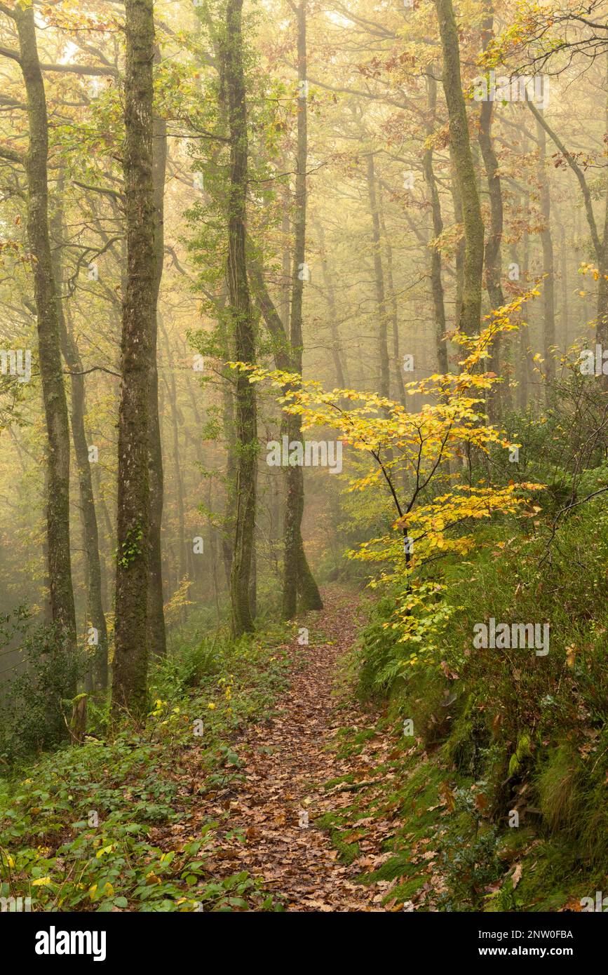 Autumn colour in a misty woodland at Weir Cleeve near Dulverton in the Exmoor National Park, Somerset, England. Stock Photo