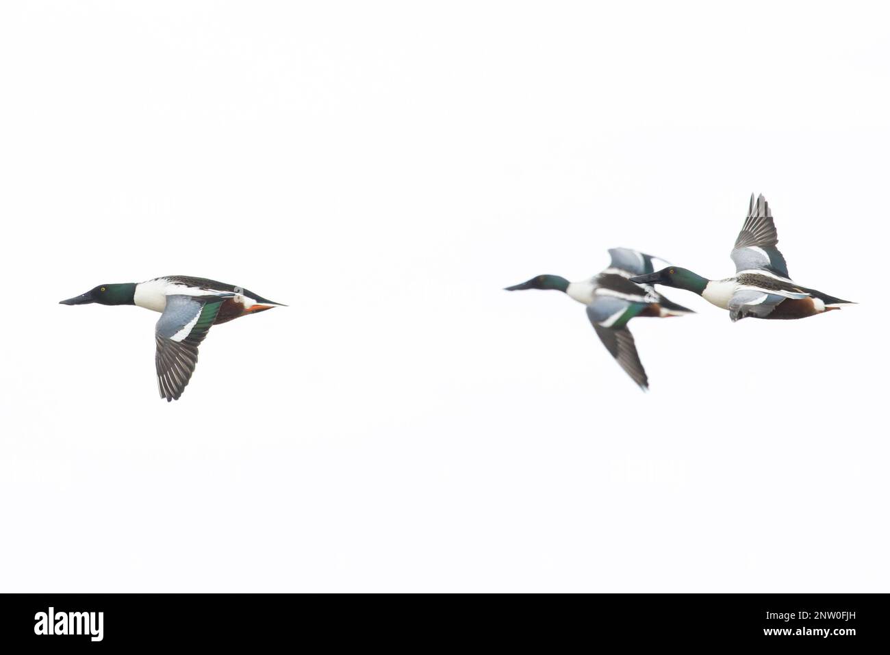 Shoveler (Anas clypeata) flock flying Suffolk UK GB February 2023 Stock Photo